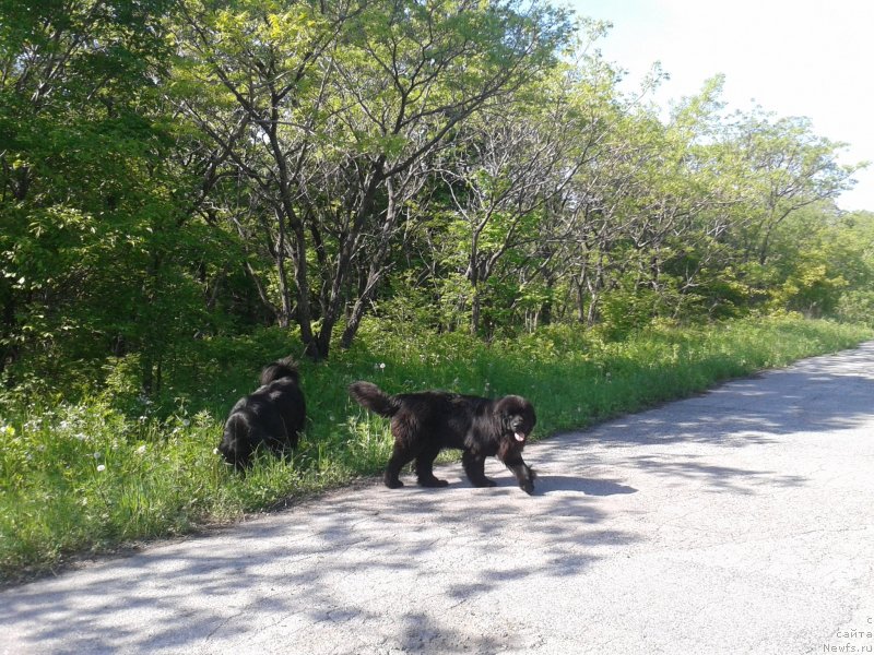 Фото: ньюфаундленд Супер Премиум Мерлин Монро, ньюфаундленд Несси Блэк с  Лесной Заимки
