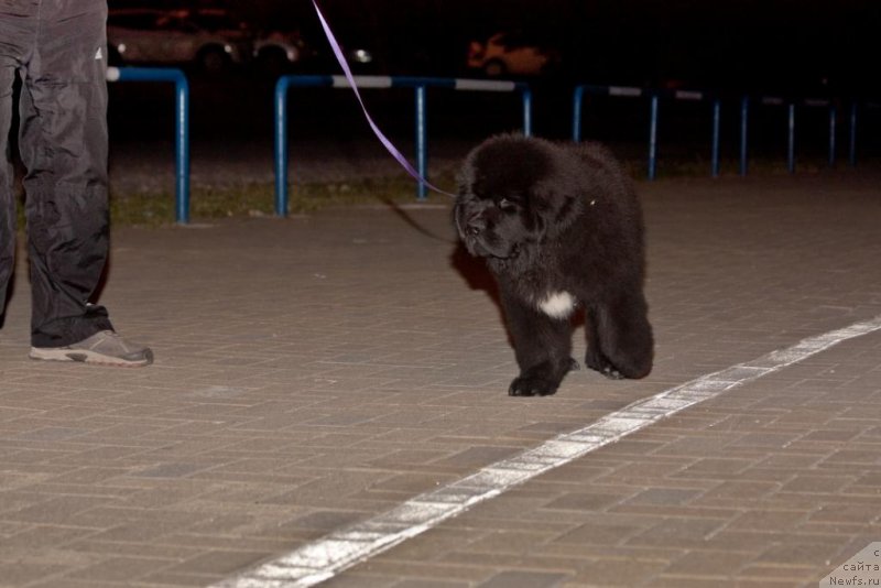Фото: ньюфаундленд Бегущая по Волнам Елегант Елизабетх