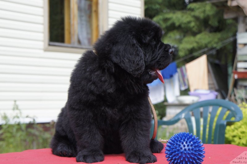 Фото: Дети, ньюфаундленд New Beothuks Gold for Smigar, и, ньюфаундленд Likefather Like Son Midnight Bear, ]