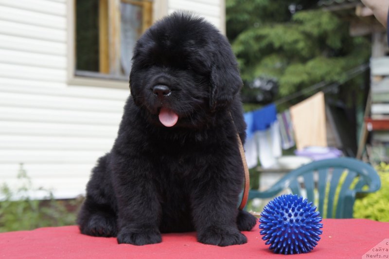 Фото: Дети, ньюфаундленд New Beothuks Gold for Smigar, и, ньюфаундленд Likefather Like Son Midnight Bear