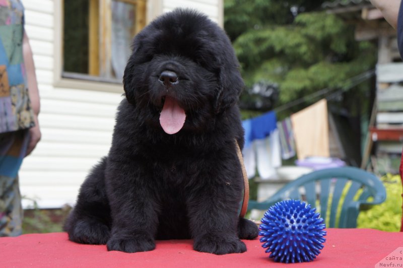 Фото: Дети, ньюфаундленд New Beothuks Gold for Smigar, и, ньюфаундленд Likefather Like Son Midnight Bear