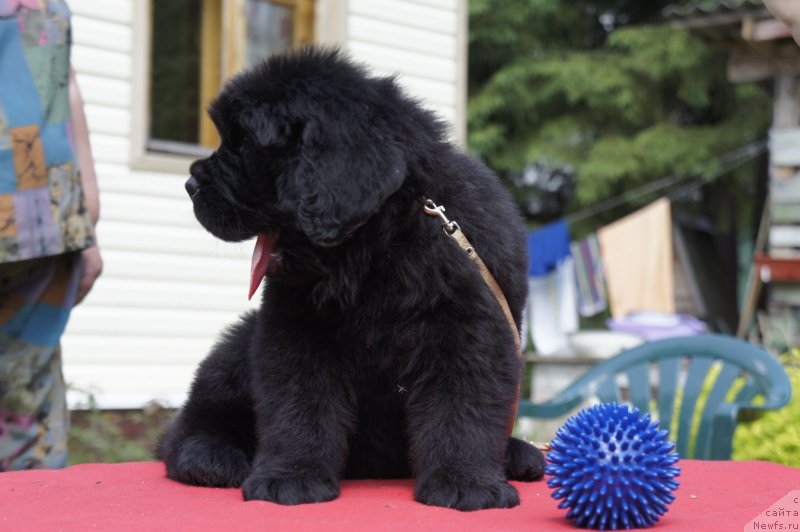 Фото: Дети, ньюфаундленд New Beothuks Gold for Smigar, и, ньюфаундленд Likefather Like Son Midnight Bear