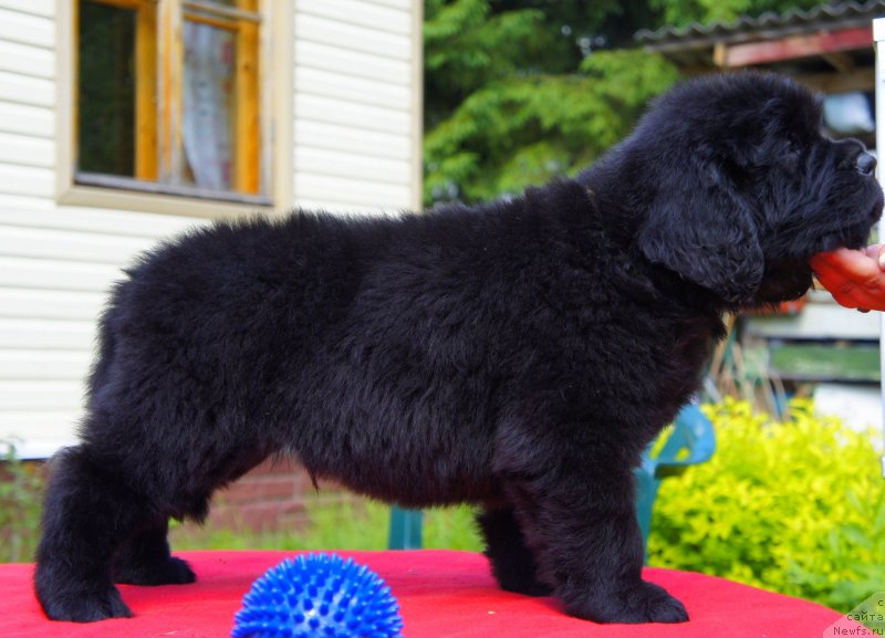 Фото: Дети, ньюфаундленд New Beothuks Gold for Smigar, и, ньюфаундленд Likefather Like Son Midnight Bear