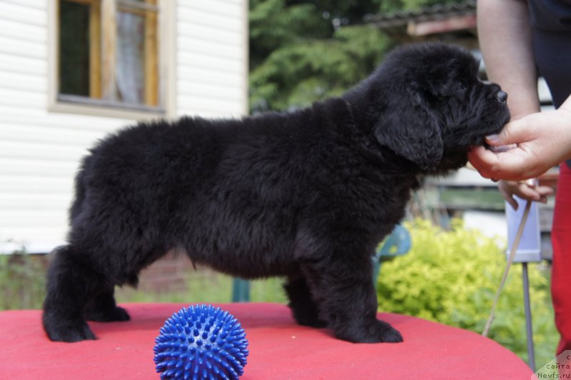 Фото: Дети, ньюфаундленд New Beothuks Gold for Smigar, и, ньюфаундленд Likefather Like Son Midnight Bear