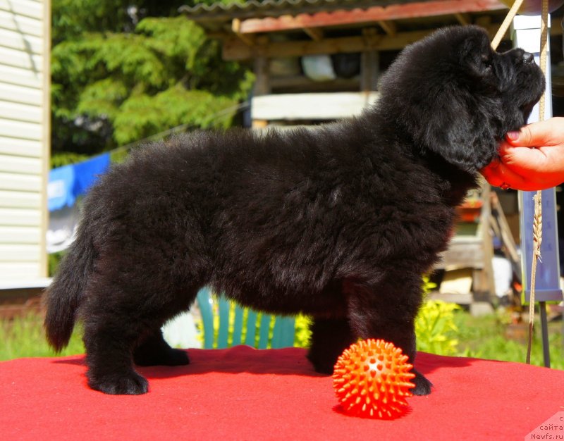 Фото: Дети, ньюфаундленд New Beothuks Gold for Smigar, и, ньюфаундленд Likefather Like Son Midnight Bear