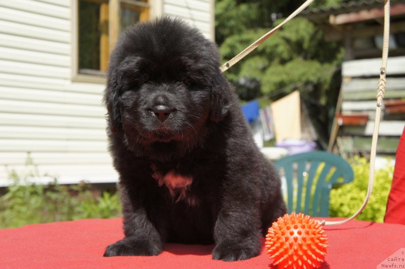 Фото: Дети, ньюфаундленд New Beothuks Gold for Smigar, и, ньюфаундленд Likefather Like Son Midnight Bear