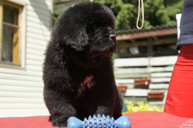 Фото: Дети, ньюфаундленд New Beothuks Gold for Smigar, и, ньюфаундленд Likefather Like Son Midnight Bear