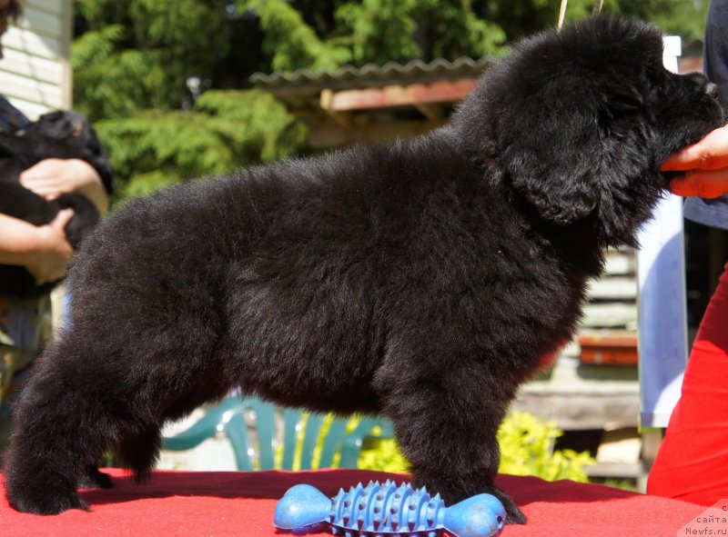 Фото: Дети, ньюфаундленд New Beothuks Gold for Smigar, и, ньюфаундленд Likefather Like Son Midnight Bear