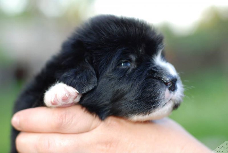 Фото: Fluffy Avalanche nostrum