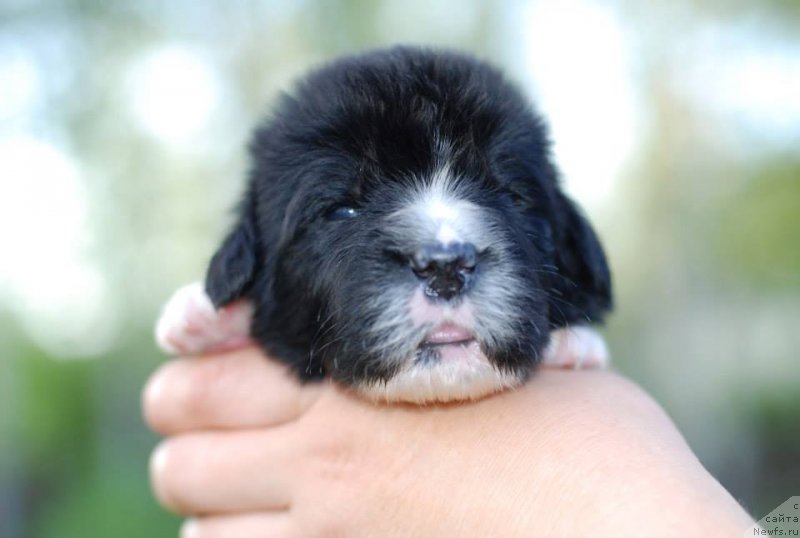 Фото: Fluffy Avalanche nostrum