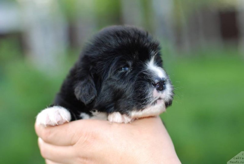 Фото: Fluffy Avalanche nostrum