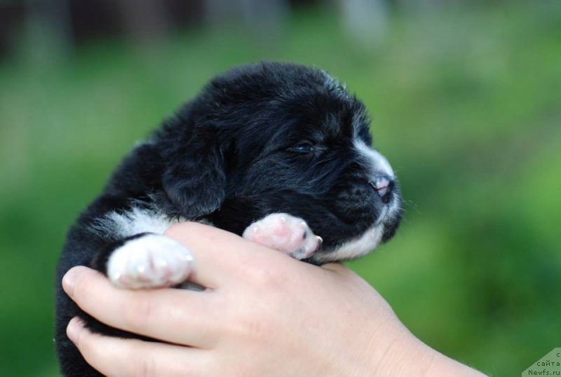Фото: Fluffy Avalanche nightfall