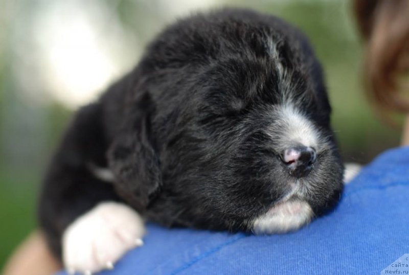 Фото: Fluffy Avalanche nightfall