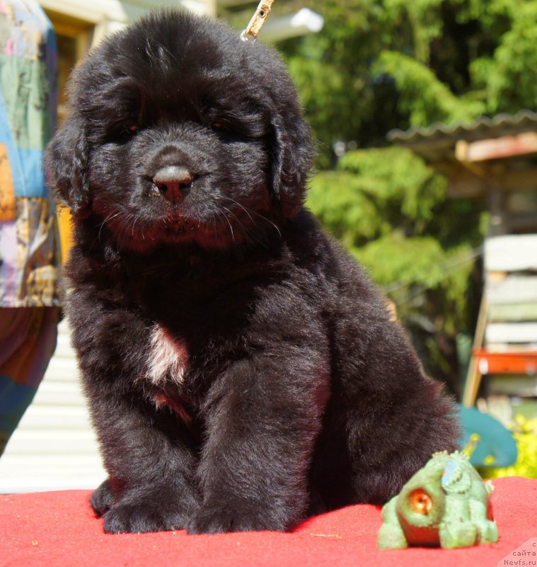 Фото: Дети, ньюфаундленд New Beothuks Gold for Smigar, и, ньюфаундленд Likefather Like Son Midnight Bear