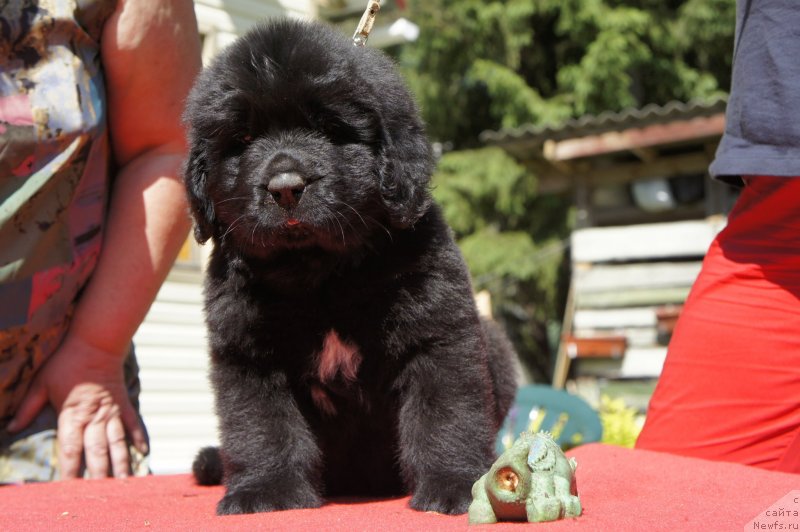 Фото: Дети, ньюфаундленд New Beothuks Gold for Smigar, и, ньюфаундленд Likefather Like Son Midnight Bear