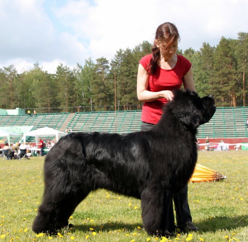 Фото: ньюфаундленд Моон Броок Аристократ (Moon Brook Aristocrat)