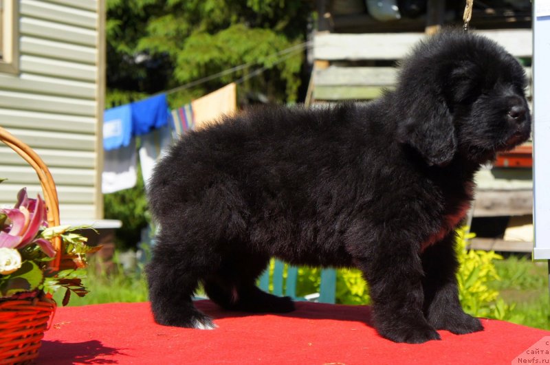 Фото: Дети, ньюфаундленд New Beothuks Gold for Smigar, и, ньюфаундленд Likefather Like Son Midnight Bear