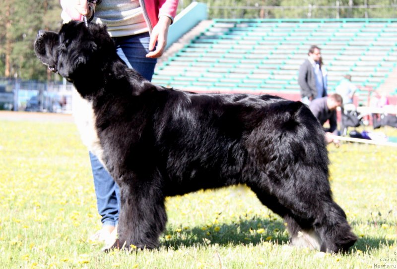 Фото: ньюфаундленд Икона Стиля