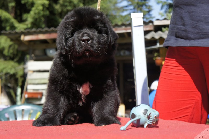 Фото: Дети, ньюфаундленд New Beothuks Gold for Smigar, и, ньюфаундленд Likefather Like Son Midnight Bear