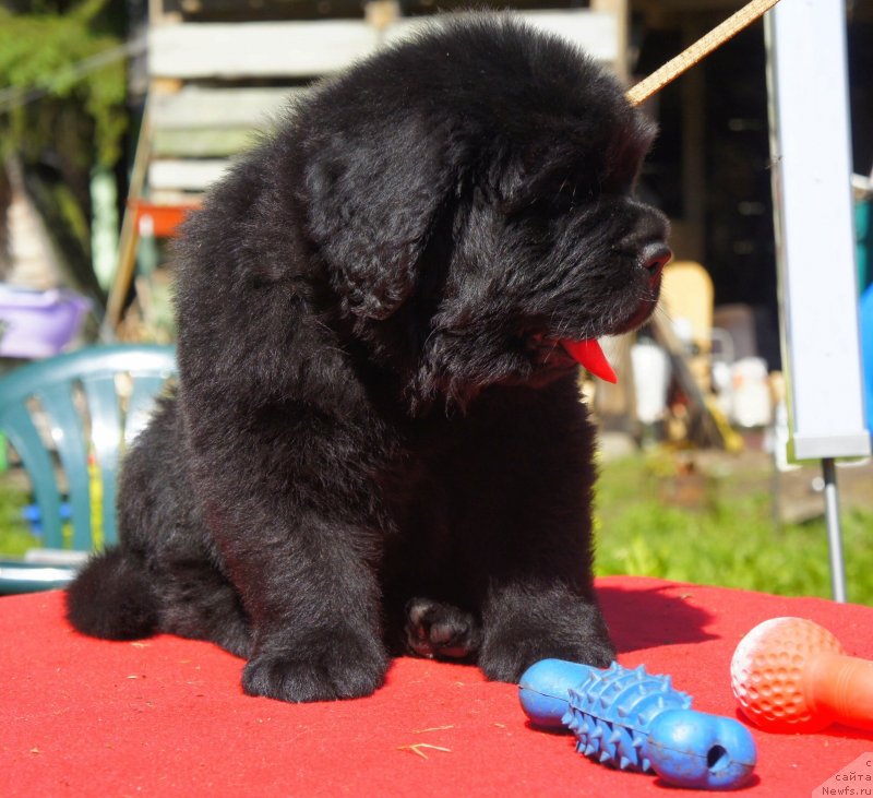 Фото: Дети, ньюфаундленд New Beothuks Gold for Smigar, и, ньюфаундленд Likefather Like Son Midnight Bear