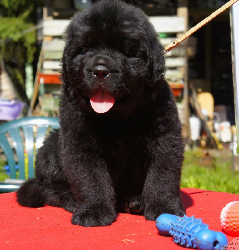 Фото: Дети, ньюфаундленд New Beothuks Gold for Smigar, и, ньюфаундленд Likefather Like Son Midnight Bear