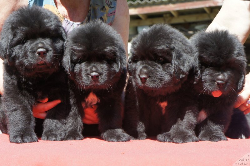 Фотография № 127463