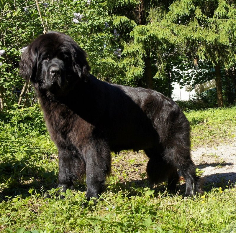 Фото: ньюфаундленд New Beothuks Gold for Smigar