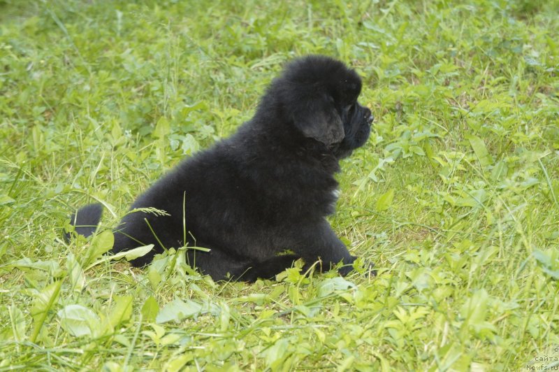 Фото: Дети, ньюфаундленд New Beothuks Gold for Smigar, и, ньюфаундленд Likefather Like Son Midnight Bear