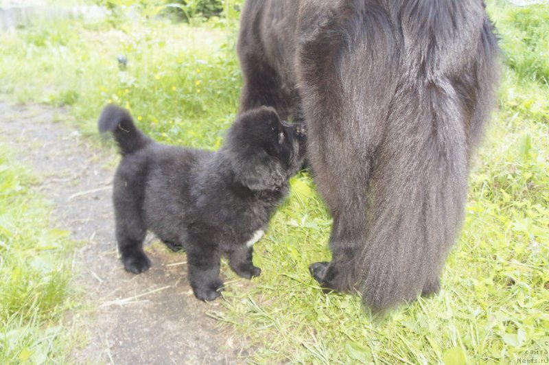 Фото: Дети, ньюфаундленд New Beothuks Gold for Smigar, и, ньюфаундленд Likefather Like Son Midnight Bear