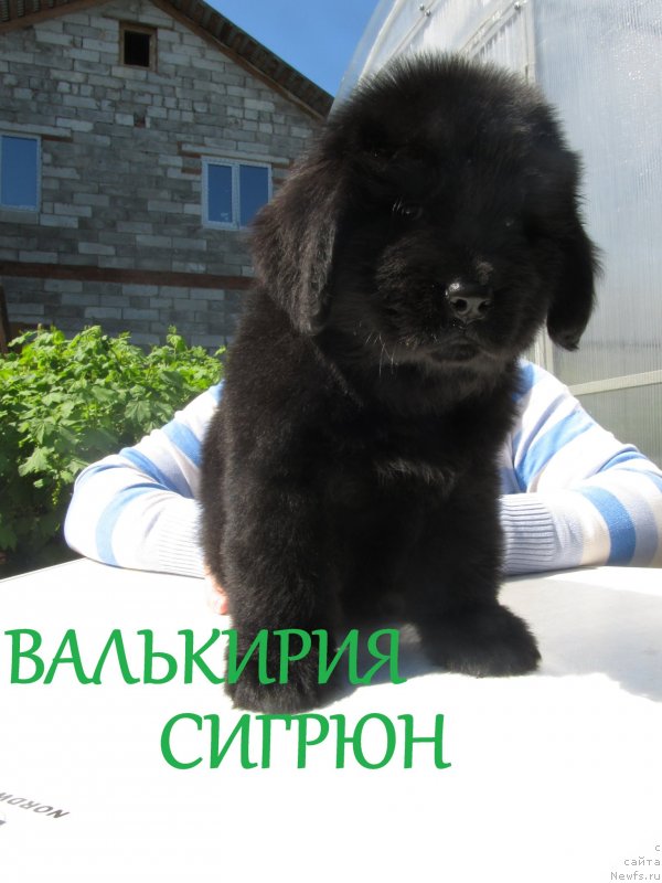 Фото: ньюфаундленд Валькирия Сигрюн, ньюфаундленд Их Высочество Владлена Маджикс, ньюфаундленд С'Нежная Вьюга Армандо Паруссо (S'Nezhnaya Vjuga Armando Parusso)