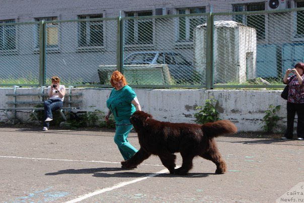 Фото: ньюфаундленд Черный Шарм Амбер Бест Дог ФО Марлеон