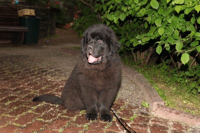 Фото: ньюфаундленд Леголас Сенежский Сын Ариадны