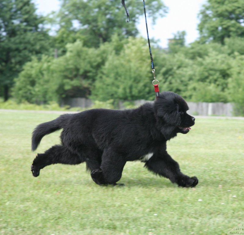 Фото: ньюфаундленд The Most Beautiful Dark New Wave