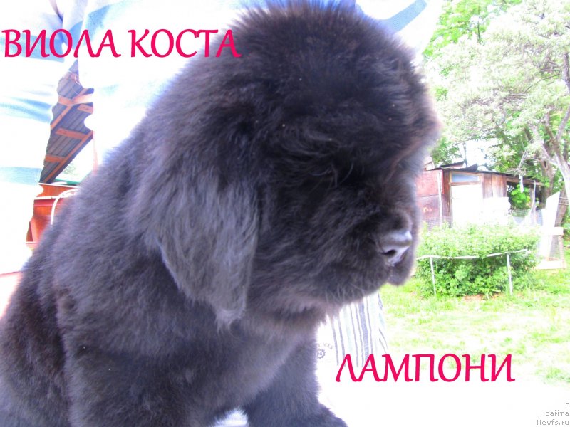 Фото: ньюфаундленд Виола Коста Лампони, ньюфаундленд Их Высочество Владлена Маджикс, ньюфаундленд С'Нежная Вьюга Армандо Паруссо (S'Nezhnaya Vjuga Armando Parusso)