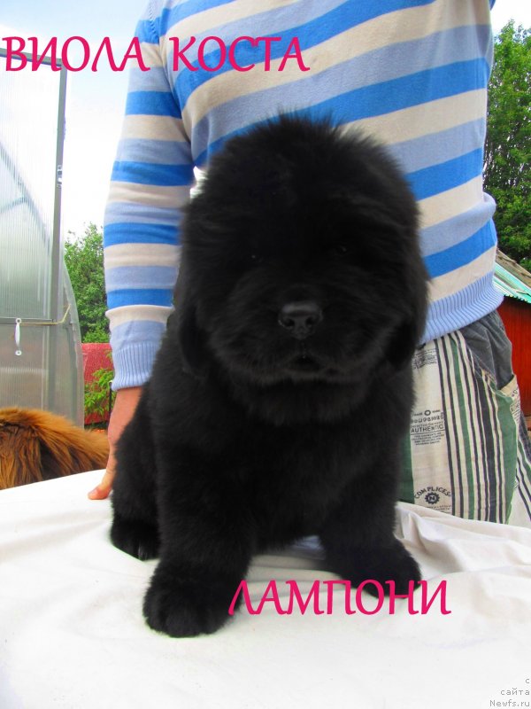 Фото: ньюфаундленд Виола Коста Лампони, ньюфаундленд Их Высочество Владлена Маджикс, ньюфаундленд С'Нежная Вьюга Армандо Паруссо (S'Nezhnaya Vjuga Armando Parusso)