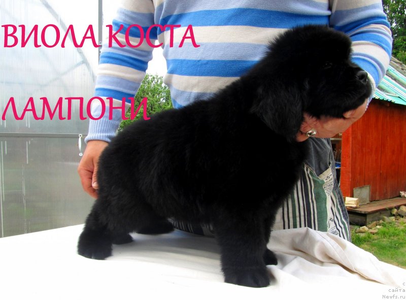 Фото: ньюфаундленд Виола Коста Лампони, ньюфаундленд Их Высочество Владлена Маджикс, ньюфаундленд С'Нежная Вьюга Армандо Паруссо (S'Nezhnaya Vjuga Armando Parusso)