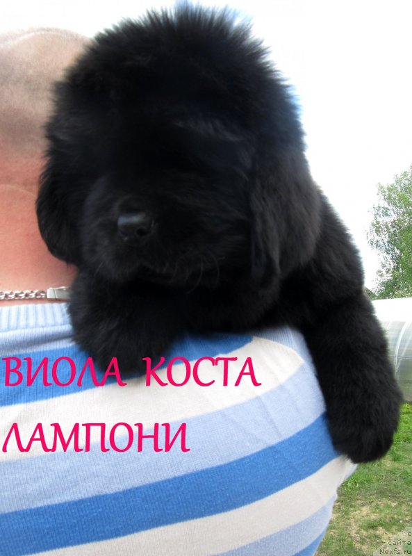 Фото: ньюфаундленд Виола Коста Лампони, ньюфаундленд Их Высочество Владлена Маджикс, ньюфаундленд С'Нежная Вьюга Армандо Паруссо (S'Nezhnaya Vjuga Armando Parusso)