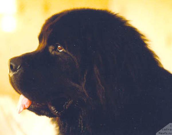 Фото: ньюфаундленд Dag v. Elbdeich