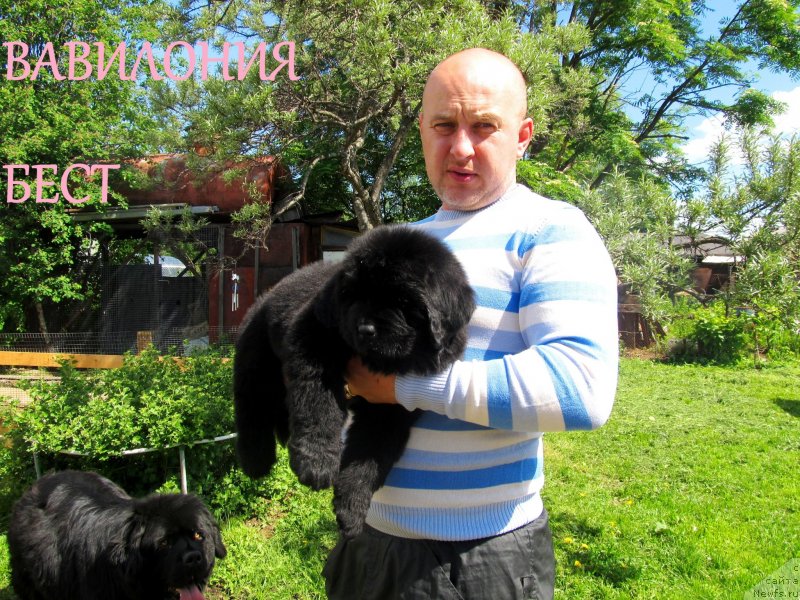 Фото: ньюфаундленд Вавилония Бест, ньюфаундленд Их Высочество Владлена Маджикс, ньюфаундленд С'Нежная Вьюга Армандо Паруссо (S'Nezhnaya Vjuga Armando Parusso), Алексей Нистратов