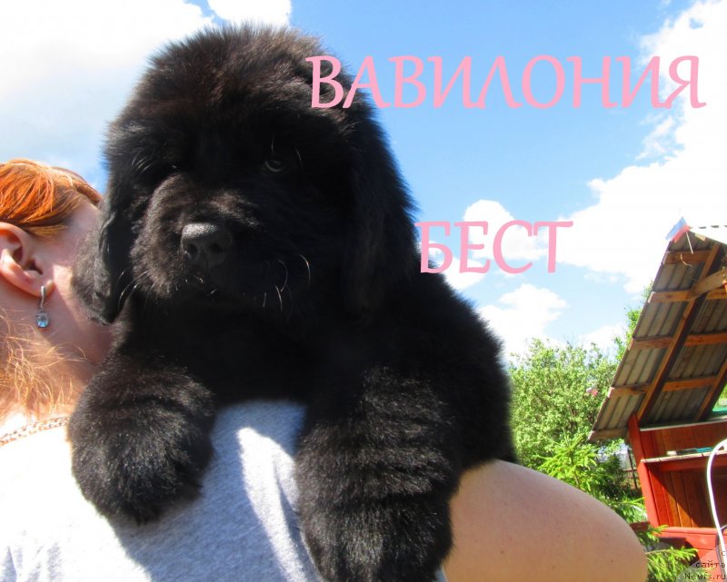 Фото: ньюфаундленд Вавилония Бест, ньюфаундленд Их Высочество Владлена Маджикс, ньюфаундленд С'Нежная Вьюга Армандо Паруссо (S'Nezhnaya Vjuga Armando Parusso)