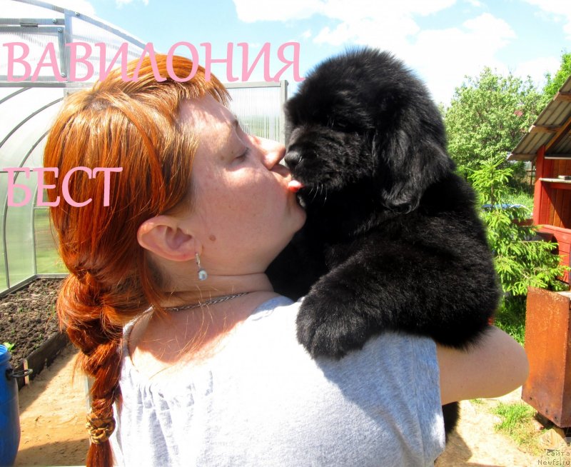 Фото: ньюфаундленд Вавилония Бест, ньюфаундленд Их Высочество Владлена Маджикс, ньюфаундленд С'Нежная Вьюга Армандо Паруссо (S'Nezhnaya Vjuga Armando Parusso), Ирина Нистратова