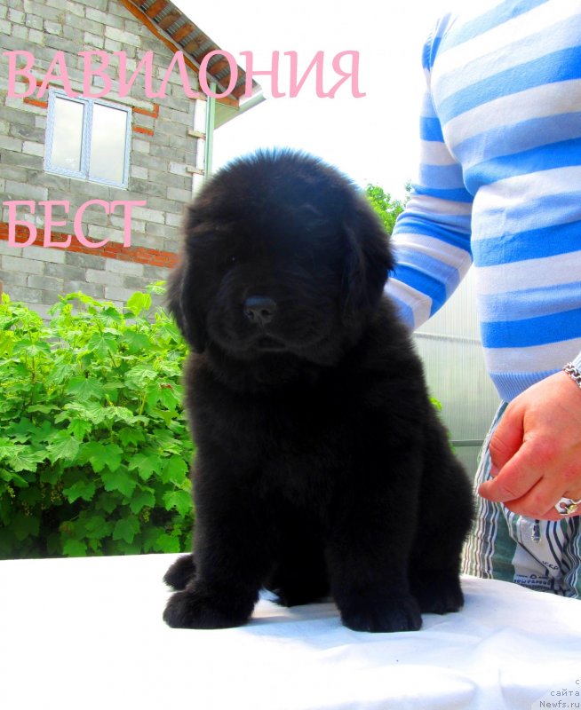 Фото: ньюфаундленд Вавилония Бест, ньюфаундленд Их Высочество Владлена Маджикс, ньюфаундленд С'Нежная Вьюга Армандо Паруссо (S'Nezhnaya Vjuga Armando Parusso)