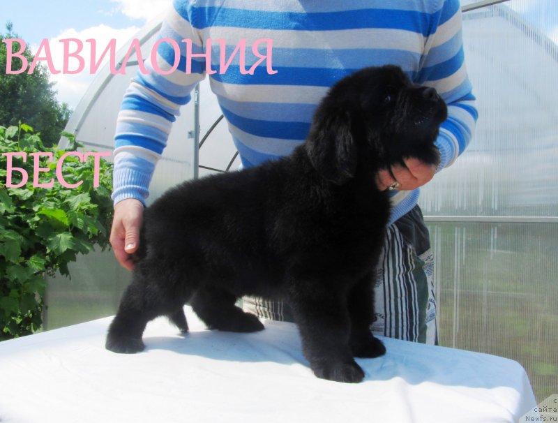 Фото: ньюфаундленд Вавилония Бест, ньюфаундленд Их Высочество Владлена Маджикс, ньюфаундленд С'Нежная Вьюга Армандо Паруссо (S'Nezhnaya Vjuga Armando Parusso)