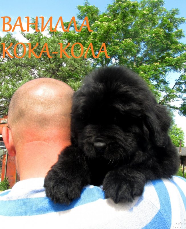 Фото: ньюфаундленд Ванилла Кока-Кола, ньюфаундленд Их Высочество Владлена Маджикс, ньюфаундленд С'Нежная Вьюга Армандо Паруссо (S'Nezhnaya Vjuga Armando Parusso)