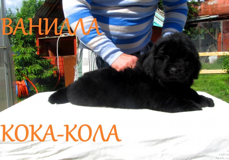 Фото: ньюфаундленд Ванилла Кока-Кола, ньюфаундленд Их Высочество Владлена Маджикс, ньюфаундленд С'Нежная Вьюга Армандо Паруссо (S'Nezhnaya Vjuga Armando Parusso)