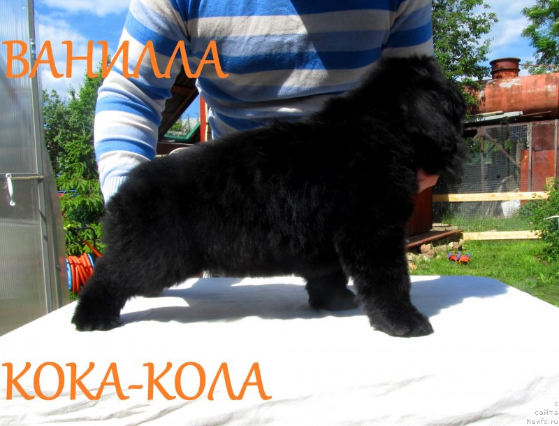 Фото: ньюфаундленд Ванилла Кока-Кола, ньюфаундленд Их Высочество Владлена Маджикс, ньюфаундленд С'Нежная Вьюга Армандо Паруссо (S'Nezhnaya Vjuga Armando Parusso)