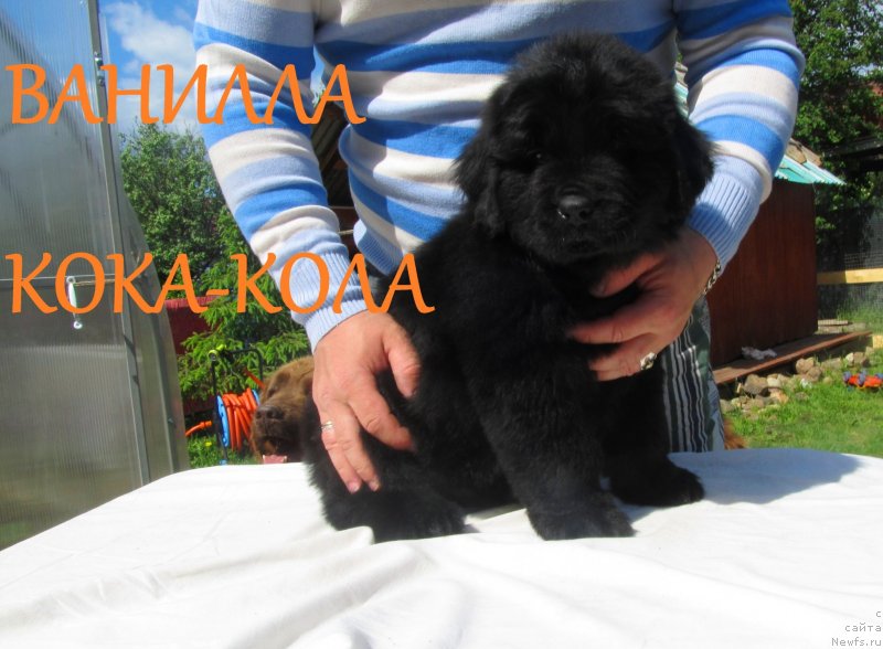 Фото: ньюфаундленд Ванилла Кока-Кола, ньюфаундленд Их Высочество Владлена Маджикс, ньюфаундленд С'Нежная Вьюга Армандо Паруссо (S'Nezhnaya Vjuga Armando Parusso)