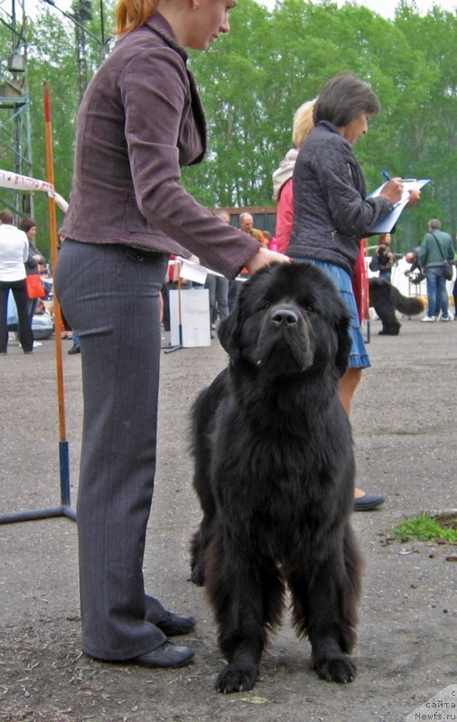 Фото: ньюфаундленд Би Перфект Алана
