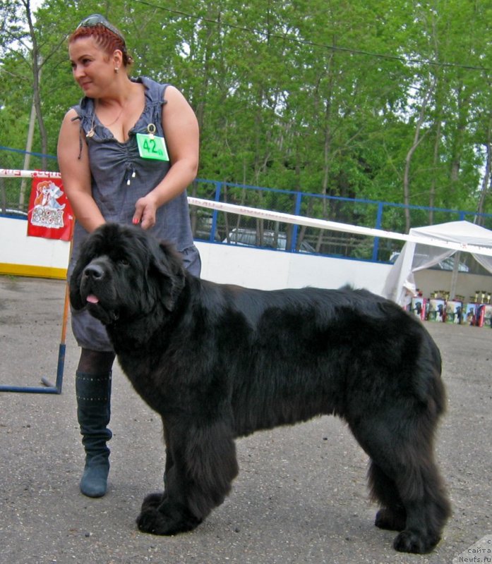 Фото: ньюфаундленд Uzuri vom Trieberg