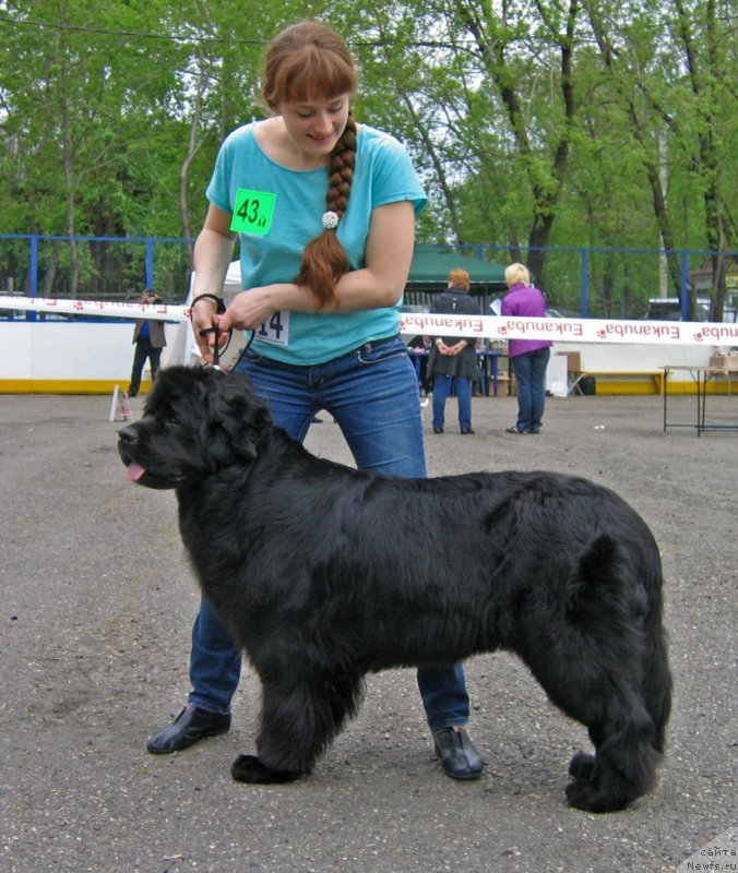 Фото: ньюфаундленд Росинка Искрящаяся от Сибирского Медведя